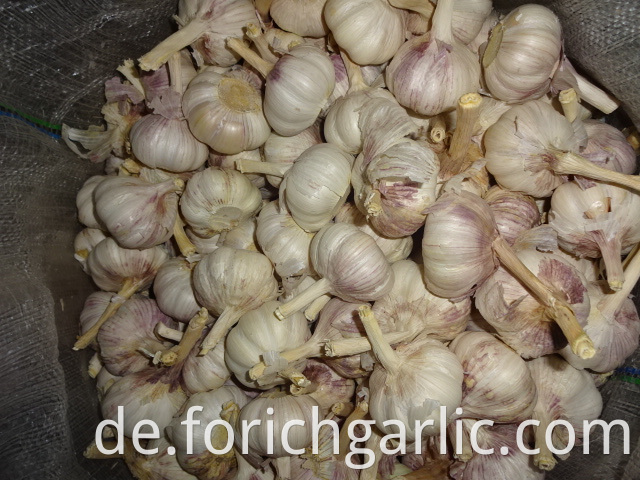 Fresh Garlic